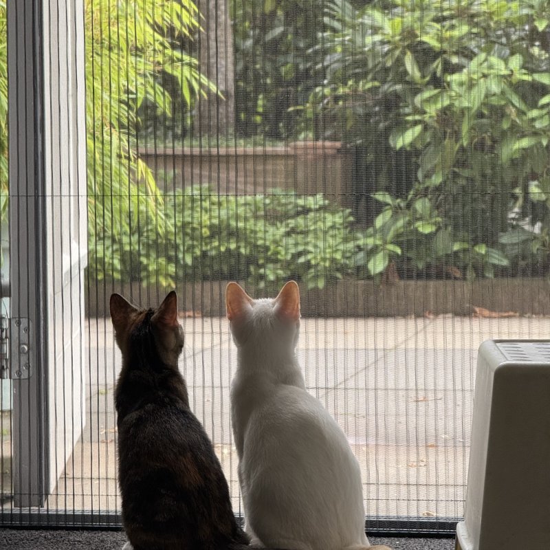 Meet Lola and Couscous 😍